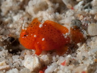 Lembeh frogfish - Nudiantennarius subteres - Lembeh Anglerfisch 